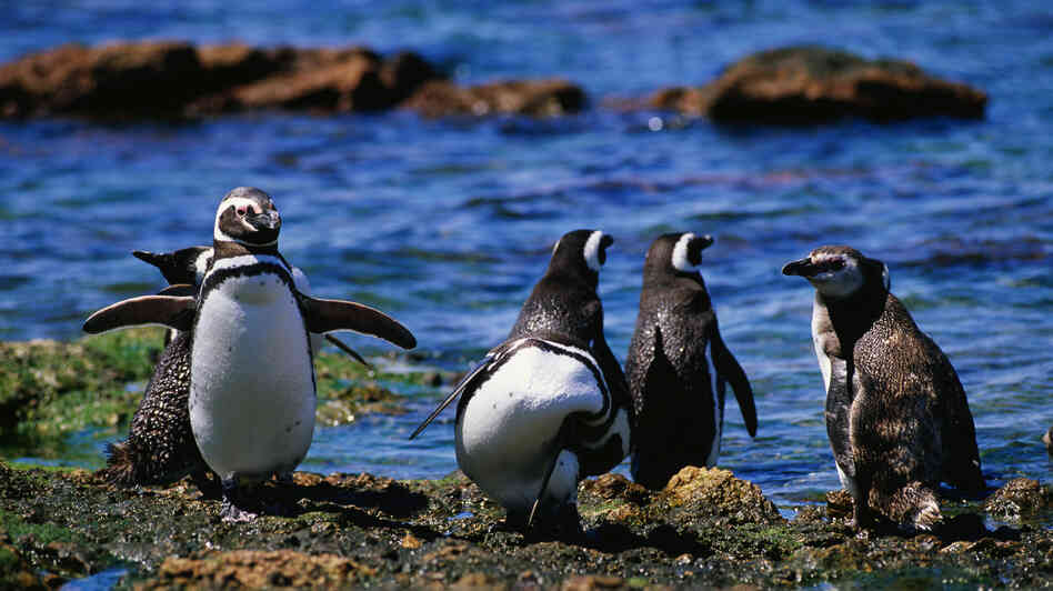 Magellanic penguins strut their stuff on the rocky shoreline of Argentina's Punta Tombo, home to the largest colony of the birds in the world. Magellanic penguins strut their stuff on the rocky shoreline of Argentina's Punta Tombo, home to the largest colony of the birds in the world.