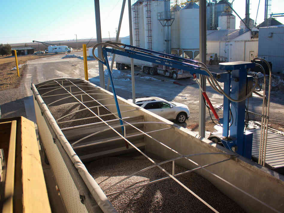 A robotic arm at Clarkson Grain takes a sample of blue corn to be tested for GMOs. A robotic arm at Clarkson Grain takes a sample of blue corn to be tested for GMOs.