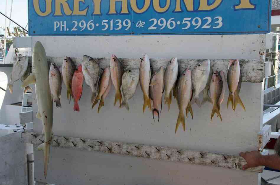 In 2007, the shrinking fish tale continued to play out on the Hanging Board. In 2007, the shrinking fish tale continued to play out on the Hanging Board.