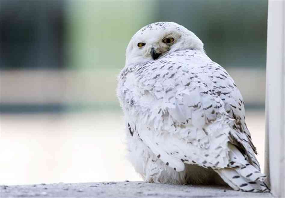 A female snowy owl rests on a ledge of a building in Washington, Friday, Jan. 24, 2014. The snowy owl which breeds in Arctic tundra, attracted passers by snapping pictures and watching its rare presence in the usually warmer urban area. (AP Photo/Manuel Balce Ceneta) A female snowy owl rests on a ledge of a building in Washington, Friday, Jan. 24, 2014. The snowy owl which breeds in Arctic tundra, attracted passers by snapping pictures and watching its rare presence in the usually warmer urban area. (AP Photo/Manuel Balce Ceneta)