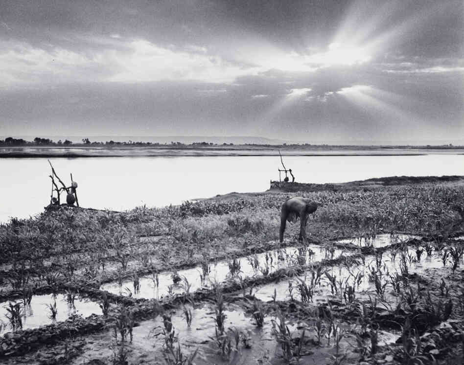 An Egyptian farmer weeding his cornfield at Isna, 100 miles north of Aswan, Egypt, in 1947. An Egyptian farmer weeding his cornfield at Isna, 100 miles north of Aswan, Egypt, in 1947.