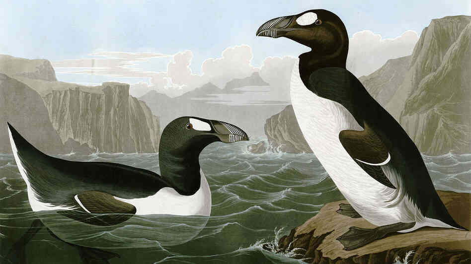John James Audubon's illustration of the Great Auk. John James Audubon's illustration of the Great Auk.
