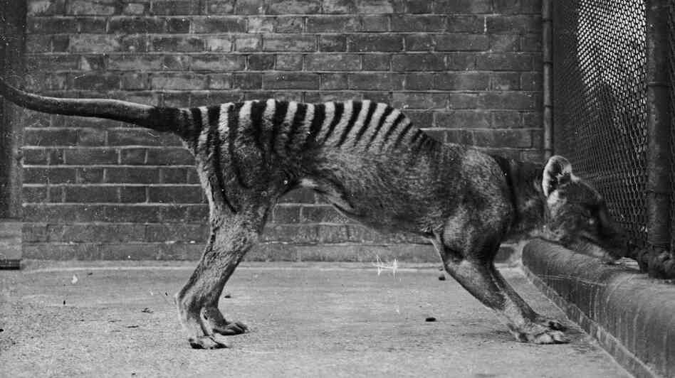 A thylacine or Tasmanian wolf, or Tasmanian tiger, in captivity, circa 1930. A thylacine or Tasmanian wolf, or Tasmanian tiger, in captivity, circa 1930.