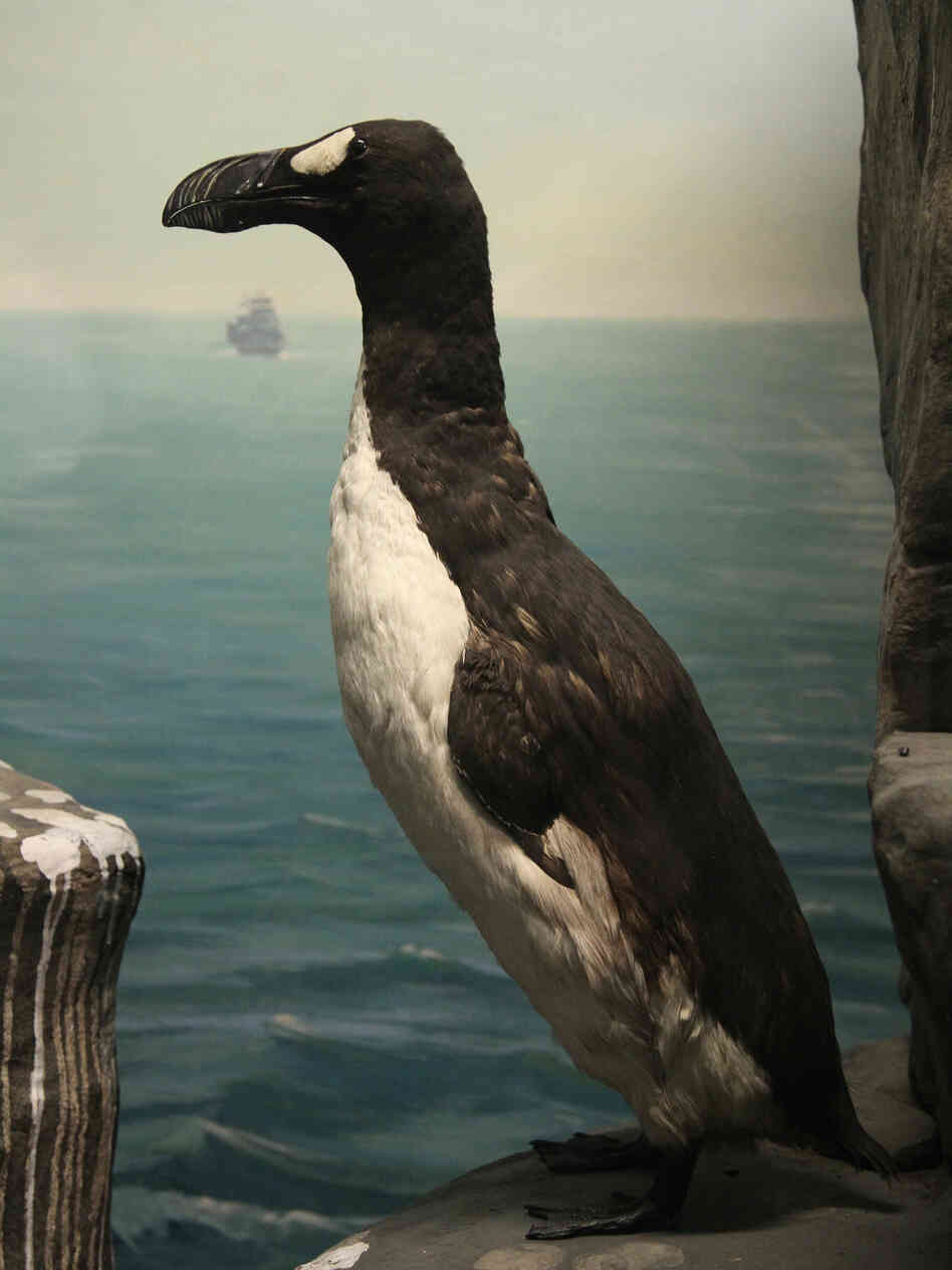 A great auk at the Academy of Natural Sciences of Drexel University in Philadelphia. A great auk at the Academy of Natural Sciences of Drexel University in Philadelphia.