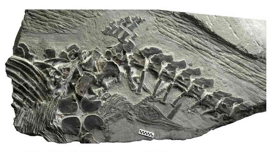 Fossil Shows TriassicEra Sea Creature Gave Birth On Land The TwoWay NPR
