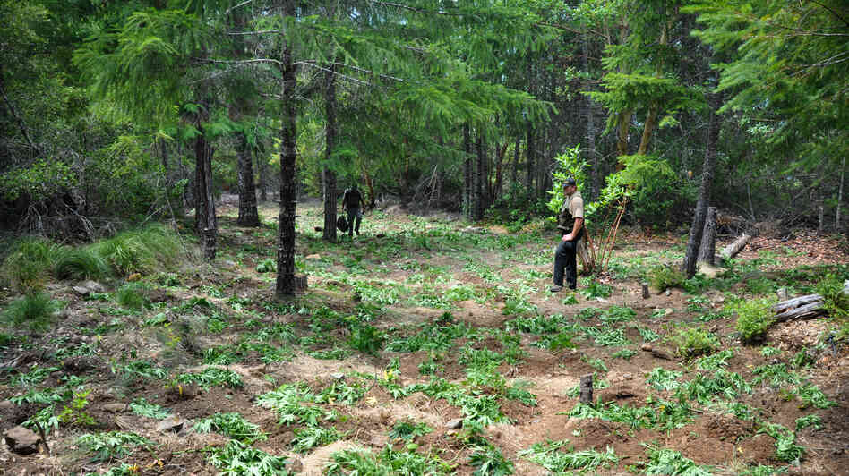 Most of the thousands of plants at this marijuana cultivation site in the Supply Creek watershed were destroyed last summer. But by winter, some cut plants had begun to regrow. Most of the thousands of plants at this marijuana cultivation site in the Supply Creek watershed were destroyed last summer. But by winter, some cut plants had begun to regrow.