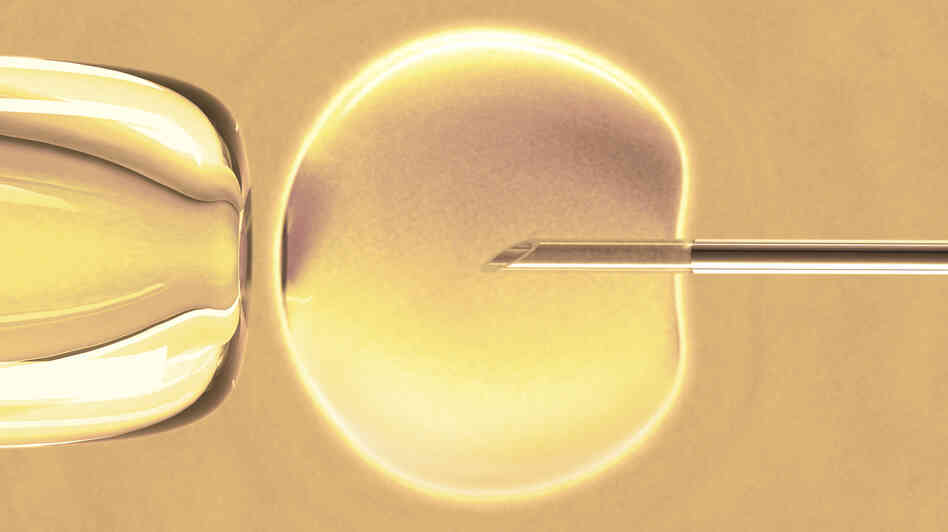 IVF Baby Boom Births From Fertility Procedures Hit New High Shots Health News NPR