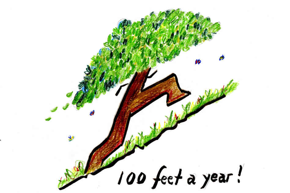 Imagine a tree racing to the top of a ridge. Imagine a tree racing to the top of a ridge.