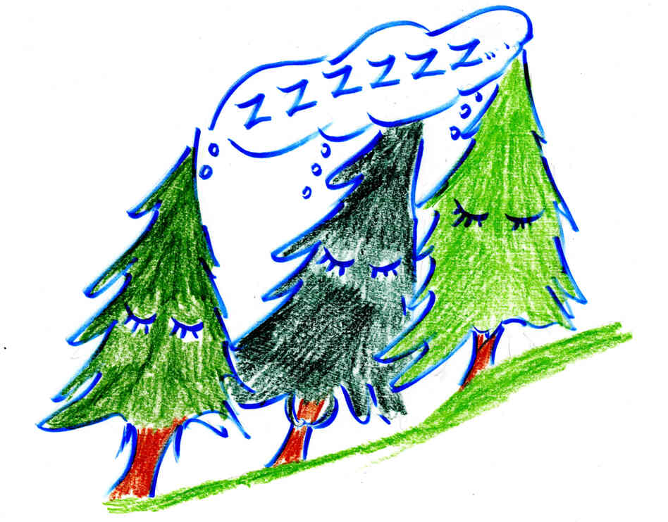 Not all trees are shifting out of their comfort zones. Christmas holly, for example, seems to stay put, research shows, despite climate changes to its ecosystem. Not all trees are shifting out of their comfort zones. Christmas holly, for example, seems to stay put, research shows, despite climate changes to its ecosystem.