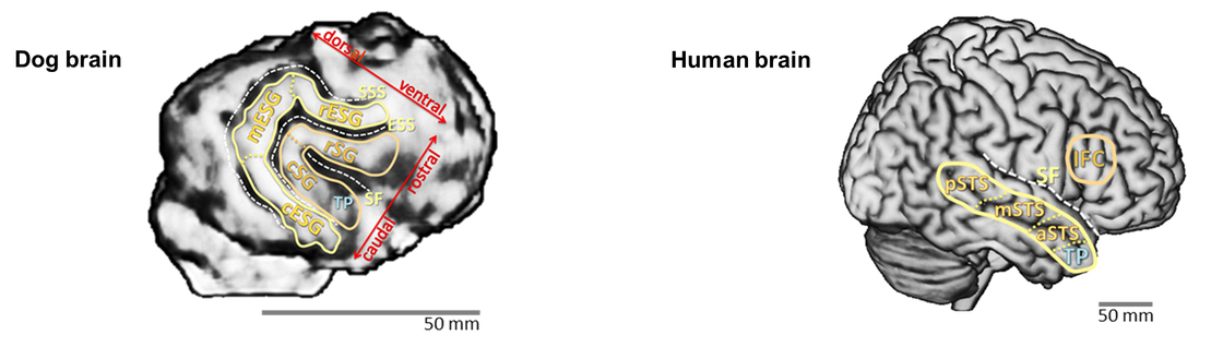 The voice detector in the dog brain (left) is in a location close to the detector region in the human brain (right).