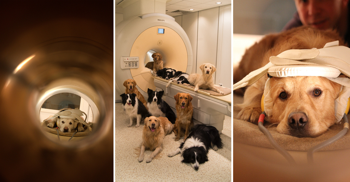 You need me to lie still inside this noisy MRI scanner for 10 minutes? No problem. Just give me some treats. Volunteers pose with the brain scanner at the MR Research Centre in Budapest.