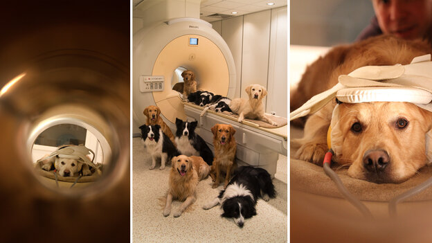 You need me to lie still inside this noisy MRI scanner for 10 minutes? No problem. Just give me some treats. Volunteers pose with the brain scanner at the MR Research Centre in Budapest.