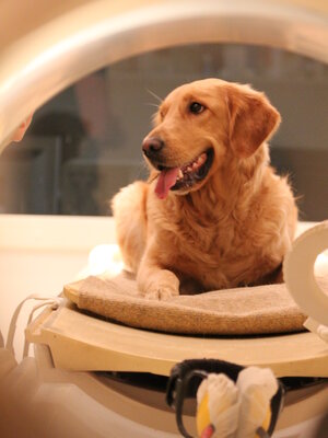 Dogs were happy to go into the brain scanner when they saw more experienced dogs sitting quietly in the machines.