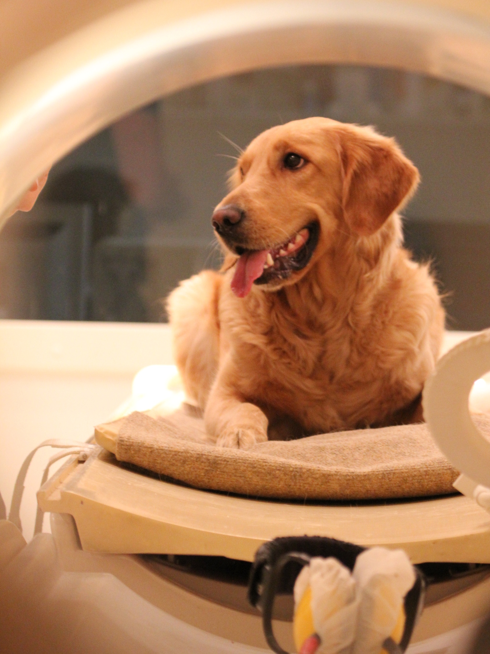 Dogs were happy to go into the brain scanner when they saw more experienced dogs sitting quietly in the machines.
