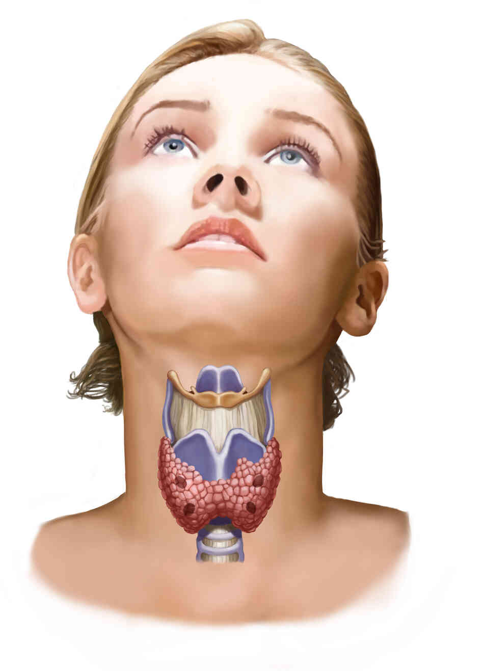 The thyroid gland, shown in pink, plays a big role in regulating the body's metabolism. The thyroid gland, shown in pink, plays a big role in regulating the body's metabolism.