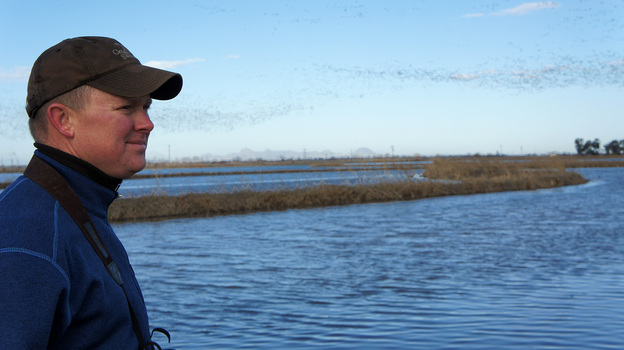 Rice farmer Douglas Thomas watches snow geese take flight over his rice fields in California's Central Valley. (Image credit: KQED)
