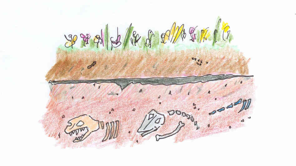 2. Drawing of line of dark sediment underground, above a layer of dinosaur fossils. 2. Drawing of line of dark sediment underground, above a layer of dinosaur fossils.