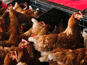 These free-range chickens are getting conventional feed. They lay eggs for Sauder's Quality Eggs in Pennsylvania.