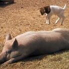 A baby goat jumps on a pig. A baby goat jumps on a pig.