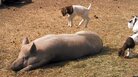 A baby goat jumps on a pig. A baby goat jumps on a pig.