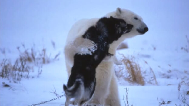A polar bear and husky hugging. A polar bear and husky hugging.