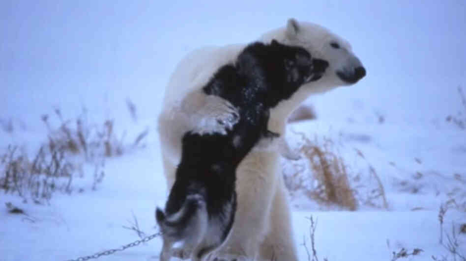 A polar bear and husky hugging. A polar bear and husky hugging.