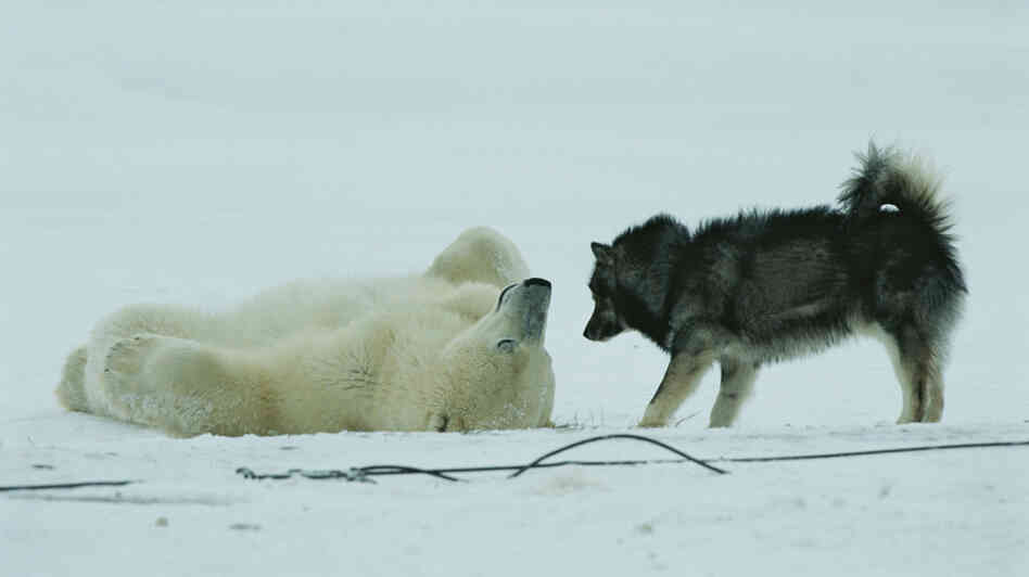 A polar bear rolls around on his back while a husky looks on. A polar bear rolls around on his back while a husky looks on.