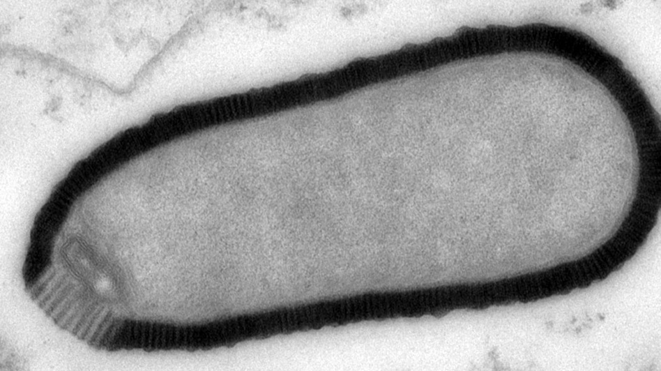 This electron microscope image provided by researchers shows a section of a Pithovirus particle, dark outline, inside an infected Acanthamoeba castellanii cell.