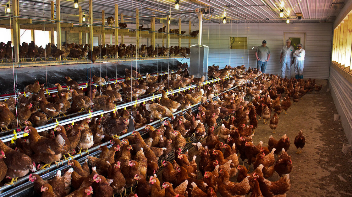 Free-range chickens lay eggs for Sauder's Quality Eggs in Pennsylvania.