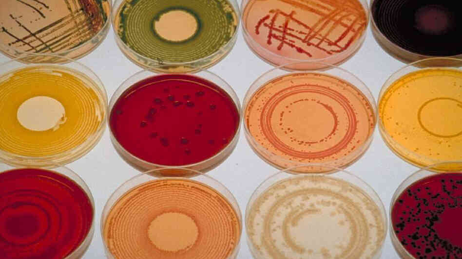 In some human diseases, the wrong mix of bacteria seems to be the trouble. In some human diseases, the wrong mix of bacteria seems to be the trouble.