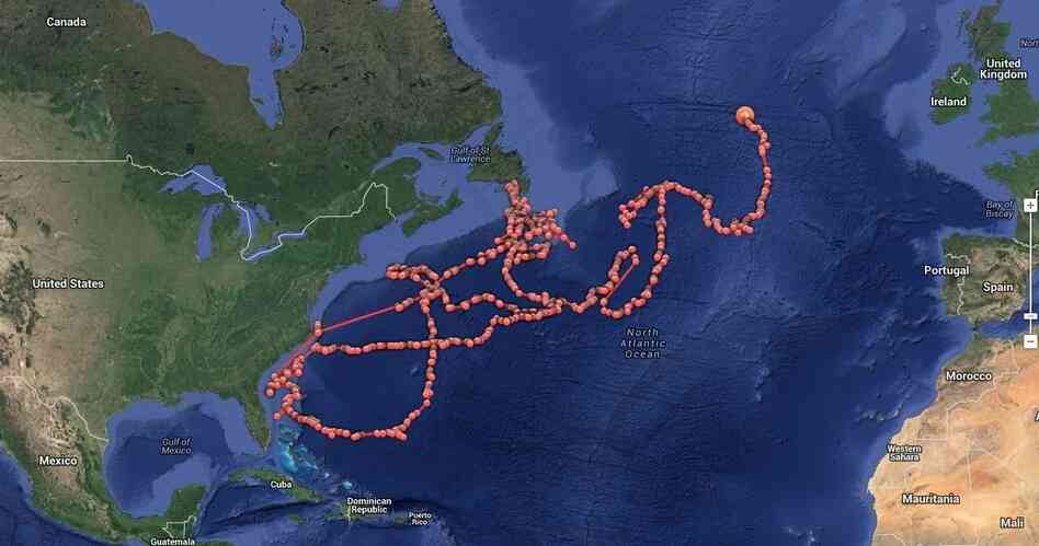 "Lydia," a great white shark, has traveled about 19,000 miles in the past year or so. The dots track her route. "Lydia," a great white shark, has traveled about 19,000 miles in the past year or so. The dots track her route.