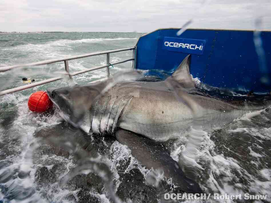 "Lydia" shortly before a tracking device was attached to her last year near Jacksonville, Fla. "Lydia" shortly before a tracking device was attached to her last year near Jacksonville, Fla.