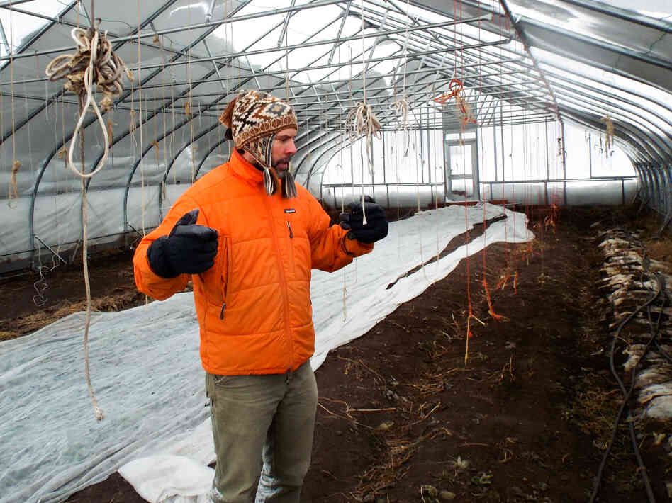 Inside the wamth of his mobile greenhouse near Glacier National Park, Karl Sutton's spinach plants thrive despite the lingering winter chill. Inside the wamth of his mobile greenhouse near Glacier National Park, Karl Sutton's spinach plants thrive despite the lingering winter chill.