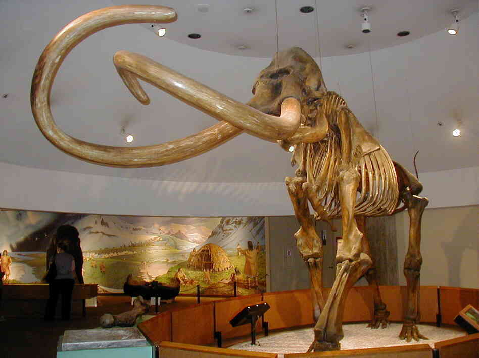 A State Fossil For S. Carolina Faces Mammoth Obstacle The TwoWay NPR