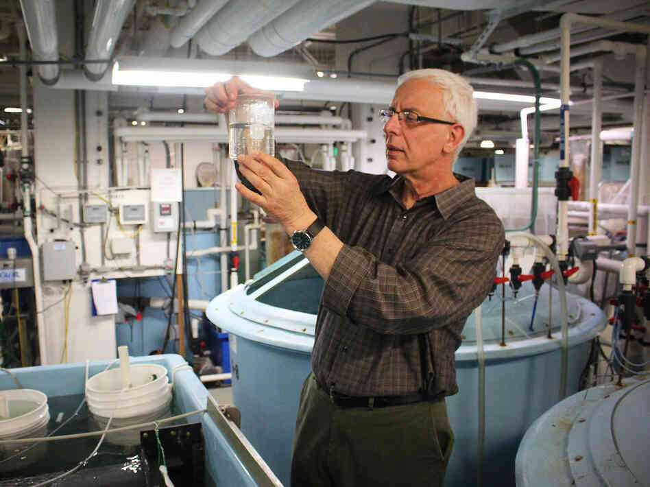 Yoni Zohar inspects fish larvae in his laboratory in downtown Baltimore. Yoni Zohar inspects fish larvae in his laboratory in downtown Baltimore.