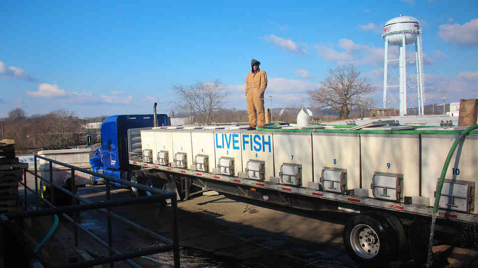 Live tilapia raised by Blue Ridge Aquaculture are loaded into a truck bound for New York. Live tilapia raised by Blue Ridge Aquaculture are loaded into a truck bound for New York.