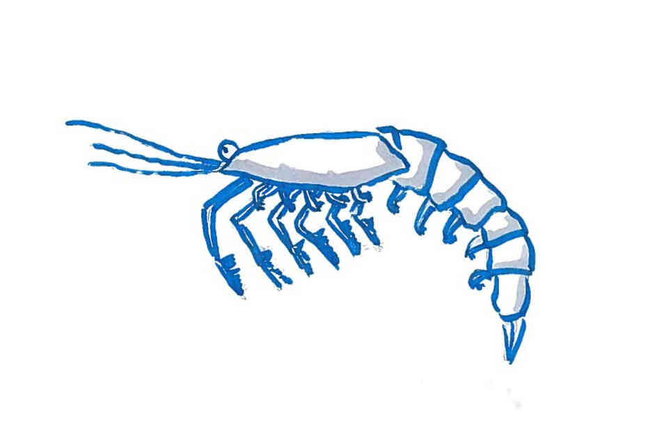 A krill. A krill.