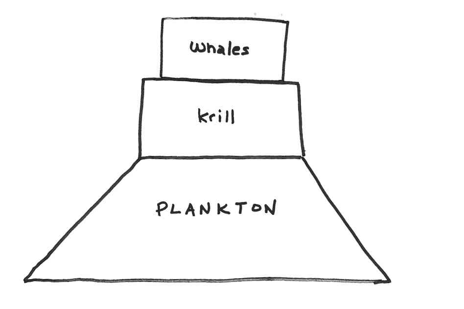 An oddly shaped food pyramid with too many big animals on top, and not enough animals in the middle. An oddly shaped food pyramid with too many big animals on top, and not enough animals in the middle.