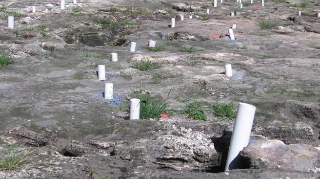 A series of postholes sit on a site that some call a major archeological find, once home to a Tequesta village. A developer wants to build on the site, but agreed to preserve the village. (Image credit: NPR)