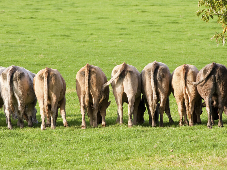 These guys are gassy, and their emissions are contributing to global warming. These guys are gassy, and their emissions are contributing to global warming.