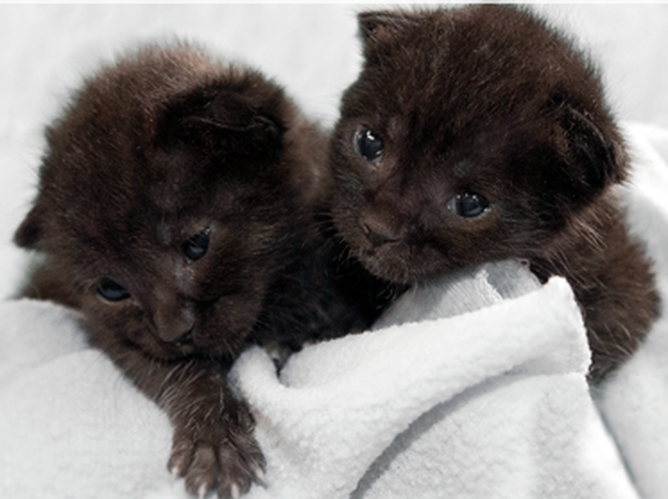 After a pretty long trip for two little kittens, they're safe and sound in San Diego. After a pretty long trip for two little kittens, they're safe and sound in San Diego.