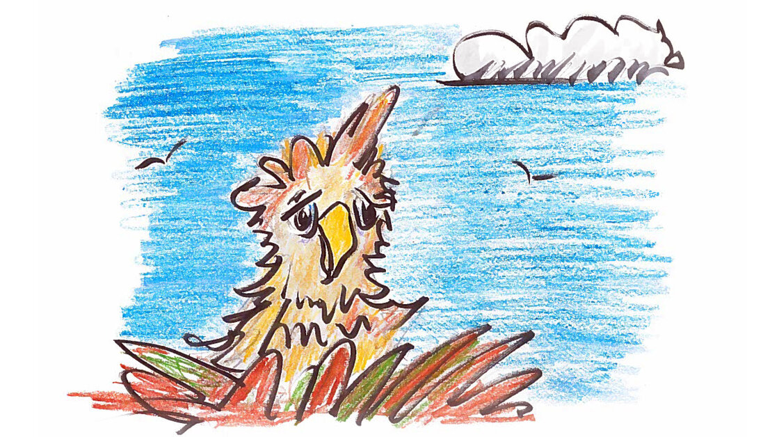 Albatrosses lay one egg at a time. Albatrosses lay one egg at a time.