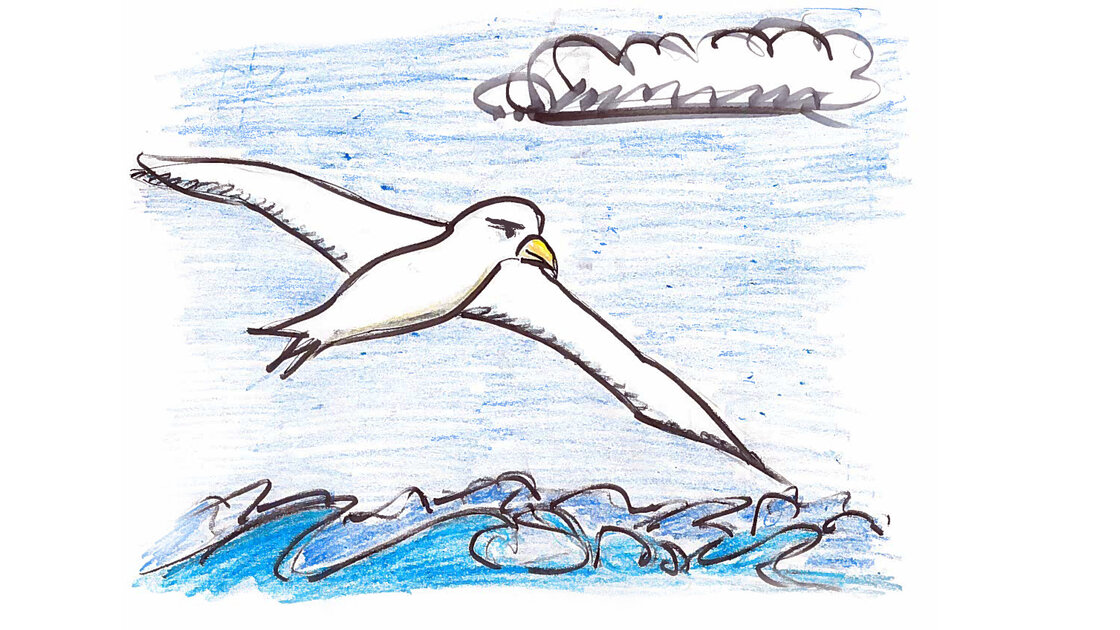 They spend 95 percent of their time sailing through the air. They spend 95 percent of their time sailing through the air.