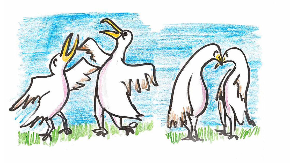 They dance to test each other's reflexes, while pointing their beaks at the sky. They dance to test each other's reflexes, while pointing their beaks at the sky.