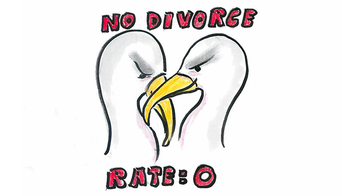 Albatrosses have the lowest divorce rates. Albatrosses have the lowest divorce rates.