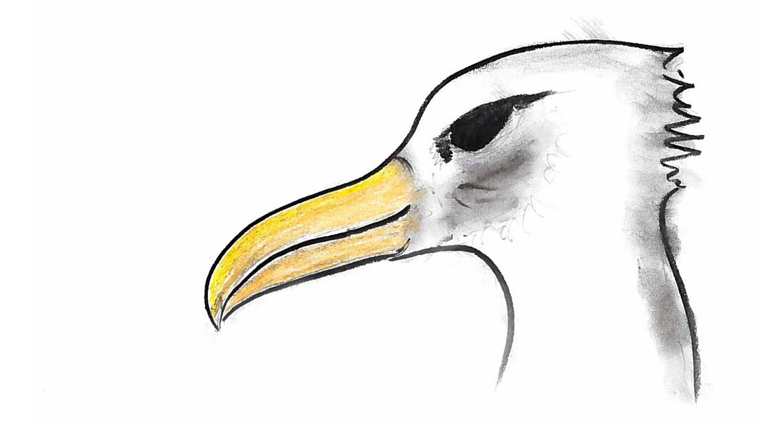 Albatrosses mate for life and are incredibly faithful to their partners. Albatrosses mate for life and are incredibly faithful to their partners.