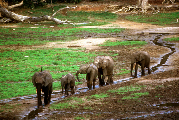 Elephants gather in the Dzanga bai, a forest clearing the size of several football fields. On some days more then 100 elephants at at a time visit the clearing. (Image credit: WWF-Canon)