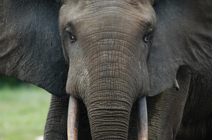 Researchers at the bai learned to identify individual elephants by the shape and characteristics of their ears.
