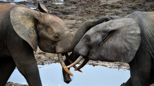 Two young males play together.