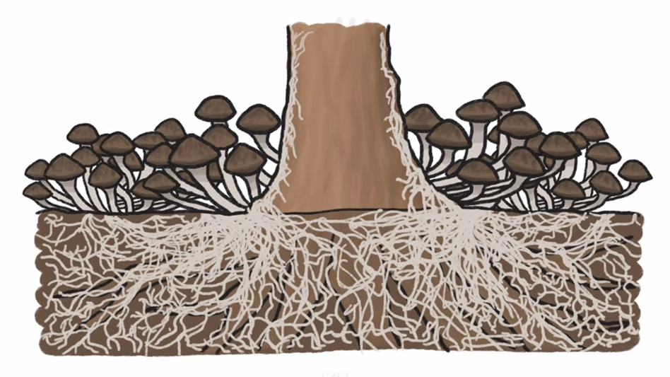 A fungus that stretches (underground) across more than a couple thousand acres of an Oregon national forest is a contender for largest organism. A fungus that stretches (underground) across more than a couple thousand acres of an Oregon national forest is a contender for largest organism.